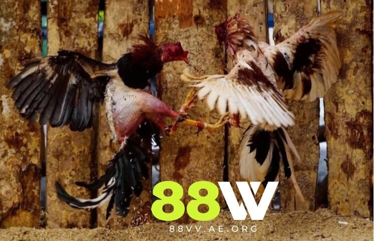 Vai trò của bản đá gà đòn là gì 