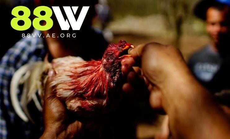 Các Loại Bản Đá Gà Đòn Phổ Biến