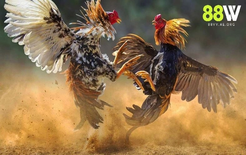 Cách chăm sóc gà đá đúng chuẩn