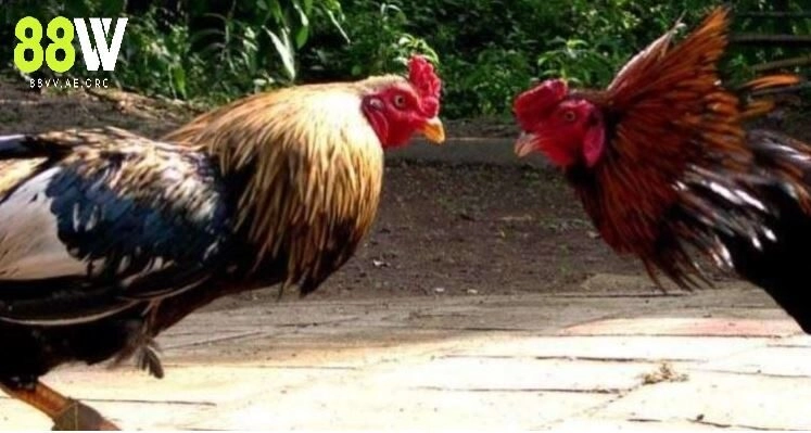 Đá Gà Cựa Sắt Thomo 88vv