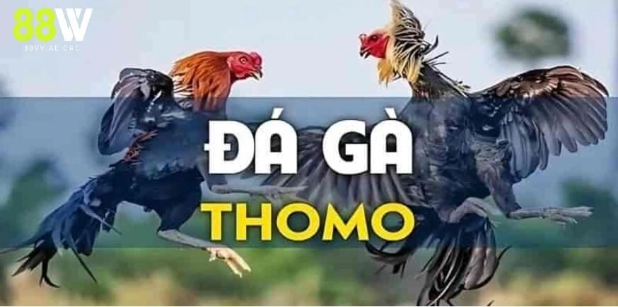 Các quy định chung của đá gà thomo tại nhà cái 88vv